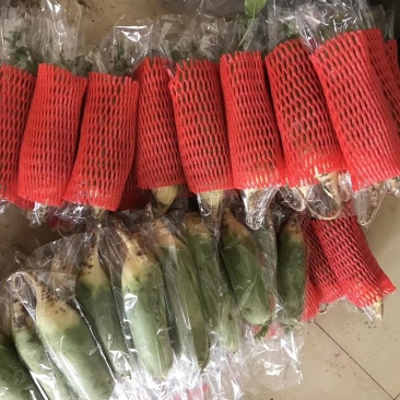 潍县萝卜,大量供应,青茬口感脆甜,产地批发,无代办费