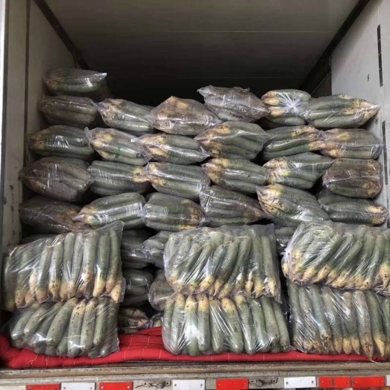 潍县萝卜，大量供应，青茬口感脆甜，产地批发，无代办费