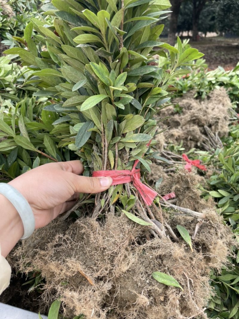 基地现大量供应杜鹃苗，苗子粗壮漂亮，有需要联系