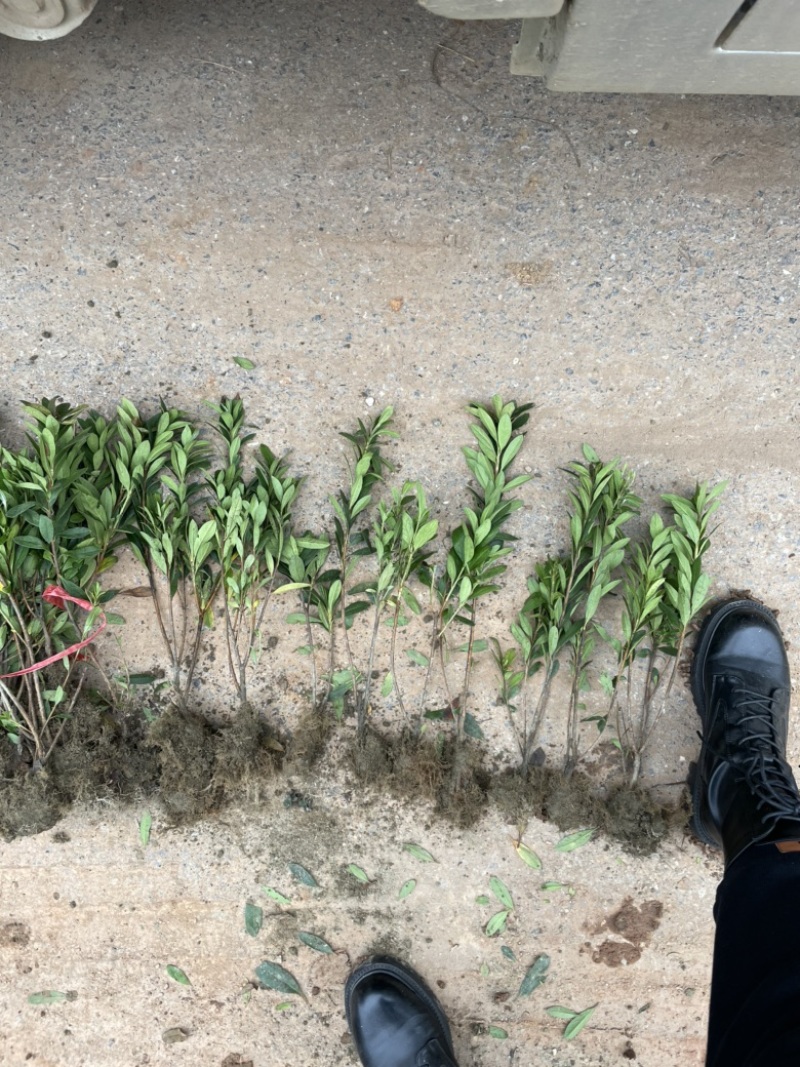 基地现大量供应杜鹃苗，苗子粗壮漂亮，有需要联系