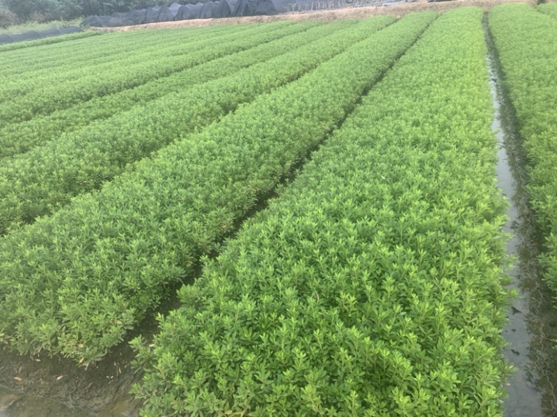 基地现大量供应杜鹃苗，苗子粗壮漂亮，有需要联系