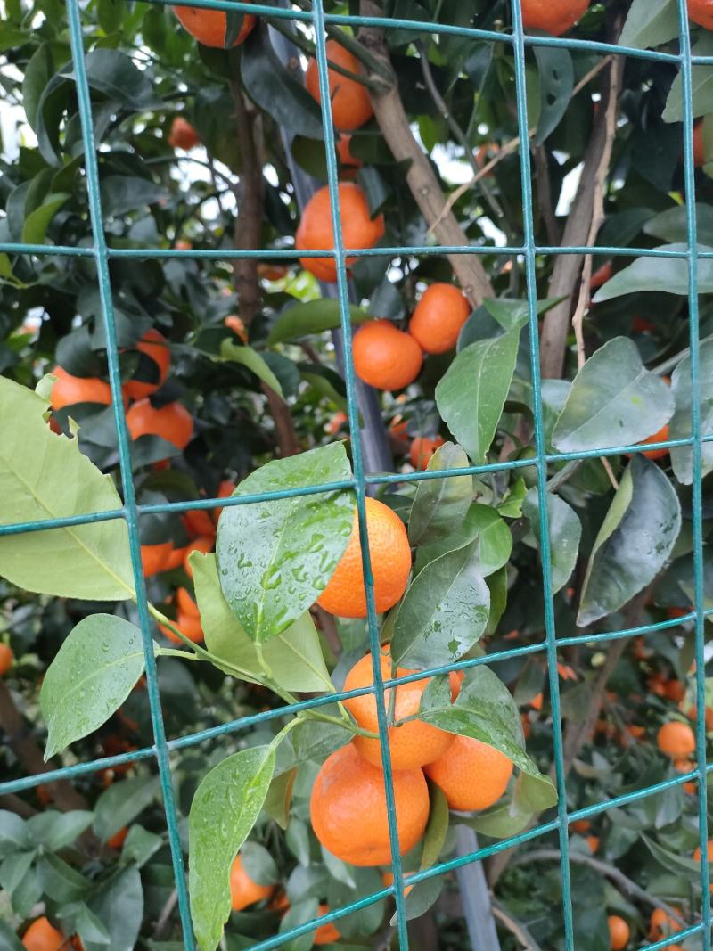 沙糖桔