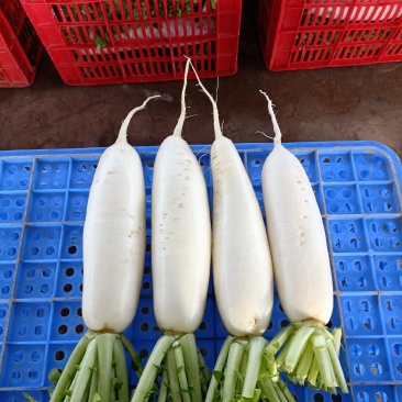 高质量白萝卜量大可优惠