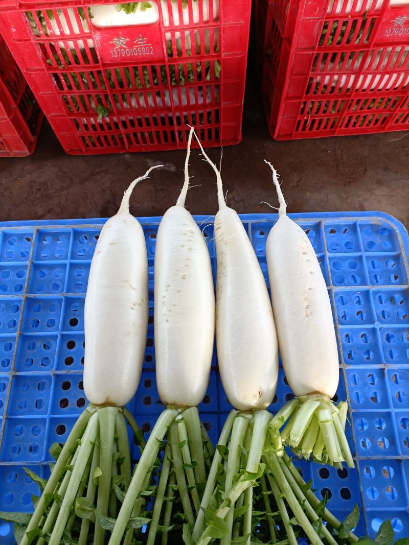 高质量白萝卜量大可优惠