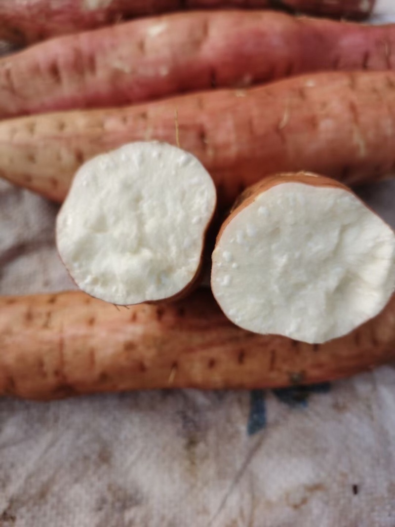 白哈密红薯、哈密红薯、白哈密红薯、冰糖心白哈密红薯、