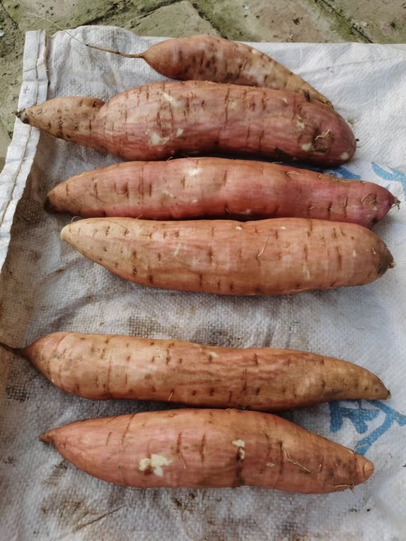 白哈密红薯、哈密红薯、白哈密红薯、冰糖心白哈密红薯、