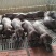 (推荐)山东猪场仔猪（杜洛克，沂蒙黑)防疫严格，代发全国