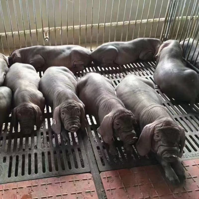(推荐)山东猪场仔猪（杜洛克，沂蒙黑)防疫严格，代发全国