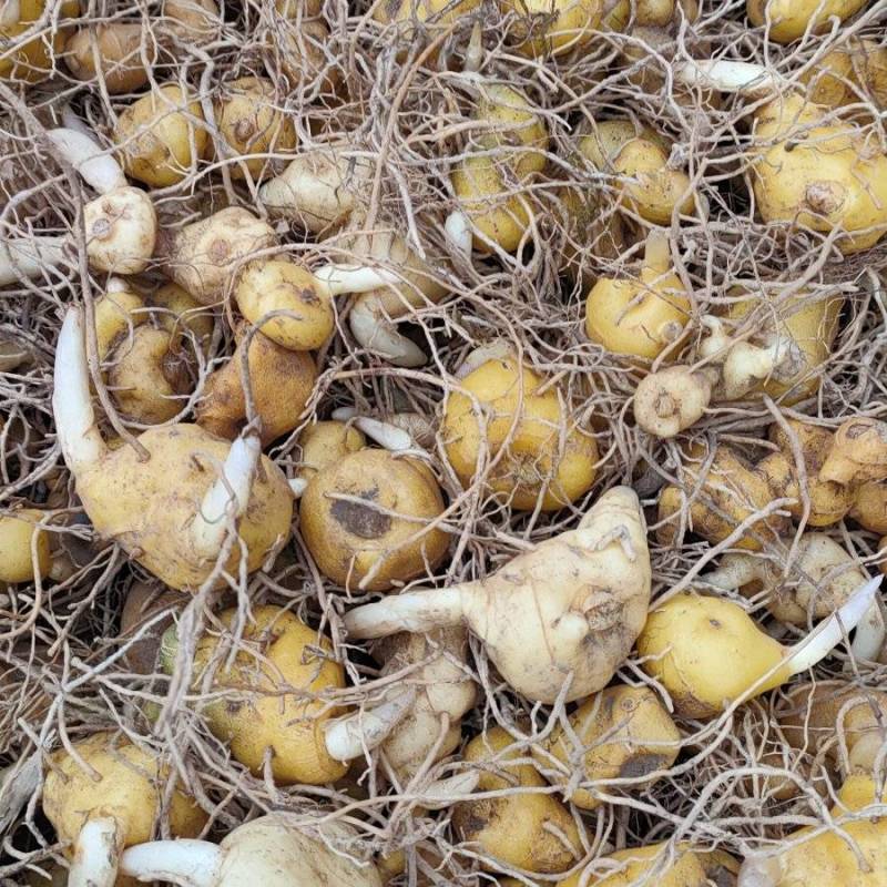 【基地直发】黄精种苗，四川姜型黄精鸡头黄精种茎种苗价格实惠