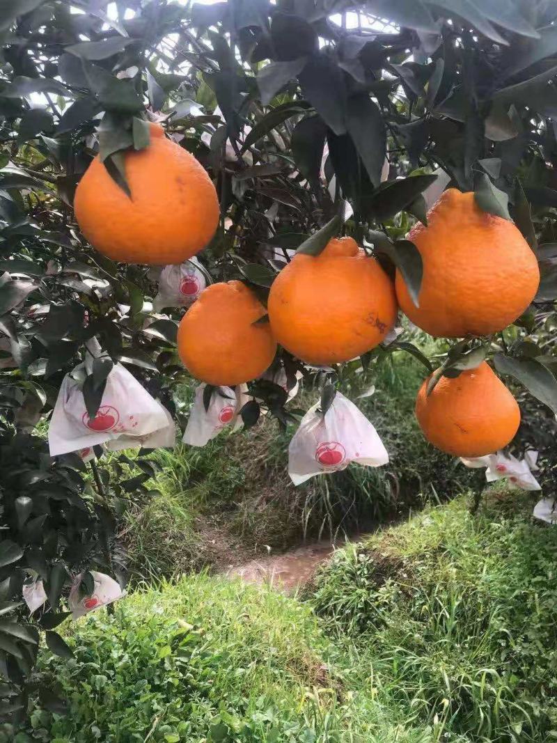 四川金堂。不知火柑桔，爱媛，橙子，耙耙柑。现陆续上市。