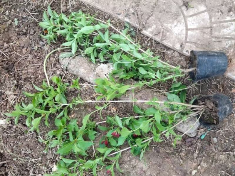 红王子锦带，工地栽植，花海点缀，庭院栽植