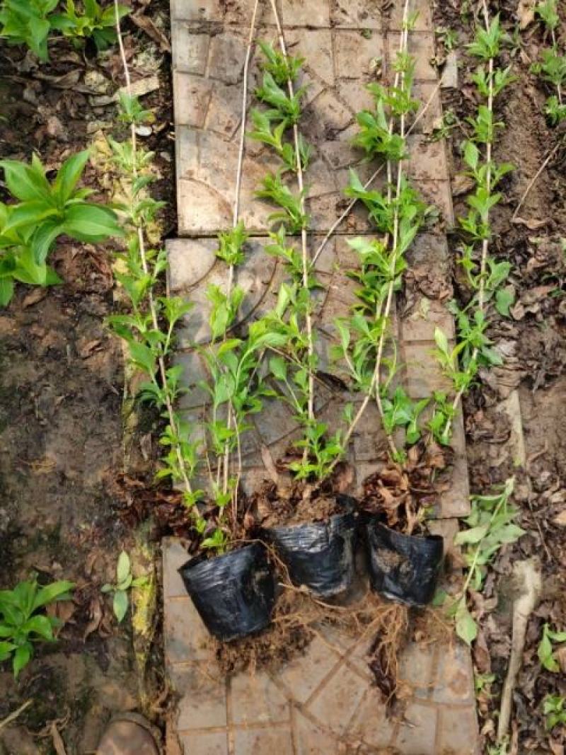 红王子锦带，工地栽植，花海点缀，庭院栽植