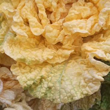 金菊白菜