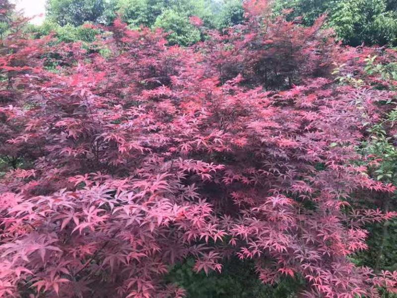 鸡爪槭