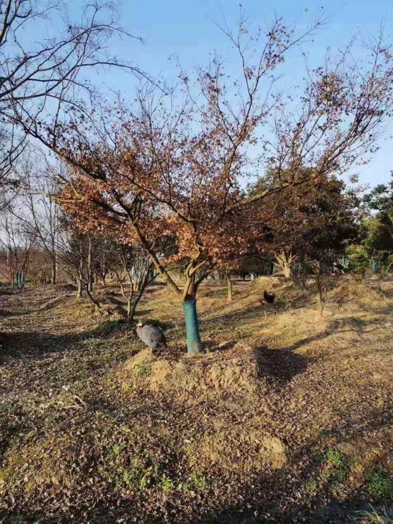 鸡爪槭