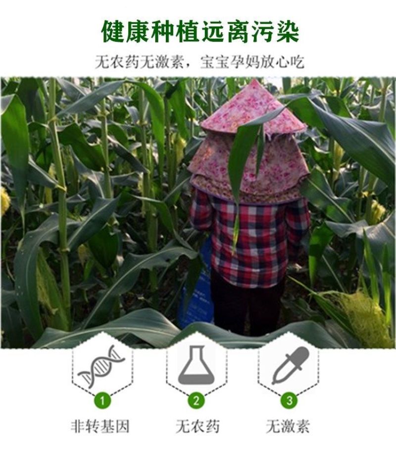 新鲜玉米笋番麦笋玉米芯玉米崽嫩玉米迷你玉米现摘玉米包邮。