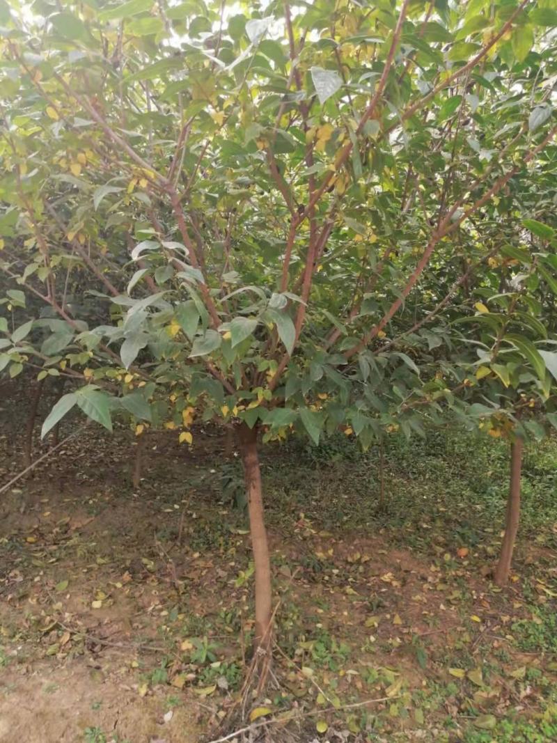 腊梅