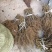 猕猴桃实生苗