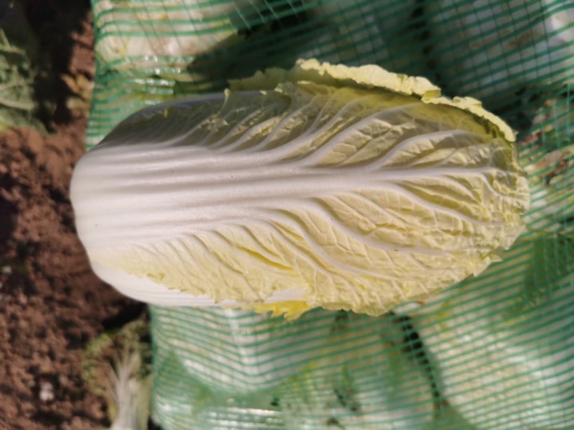 不同产地娃娃菜对比图