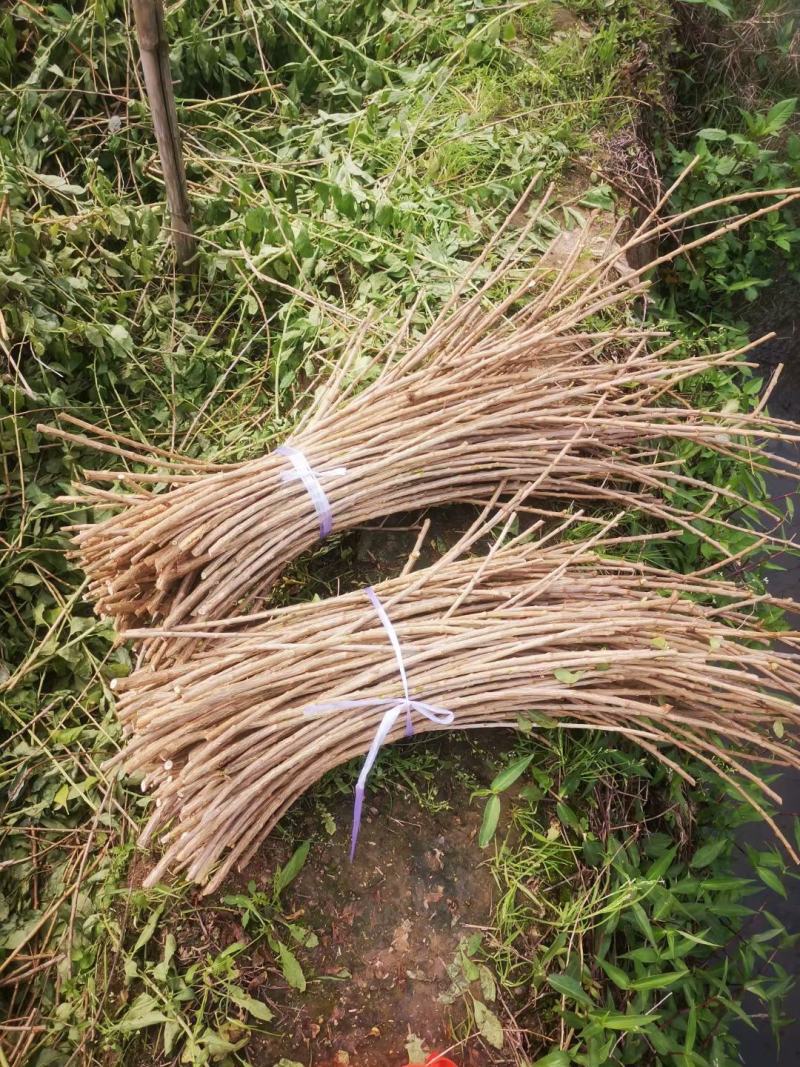 阳山大叶苟杞苗，大叶苟杞
