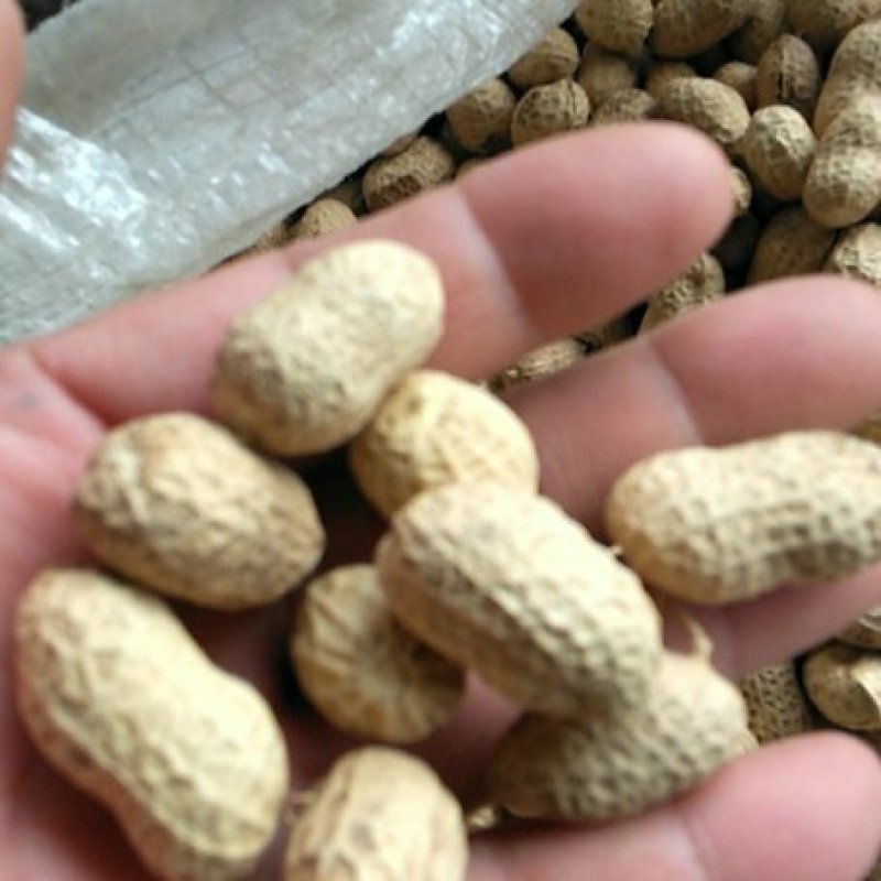 河南308罗汉花生手剥米纯度96%以上和手捡果产地直供