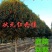 丹桂