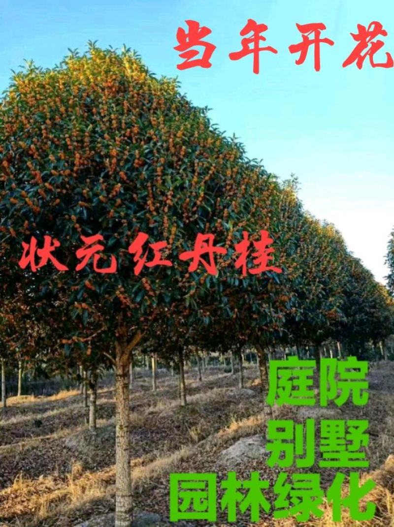 丹桂