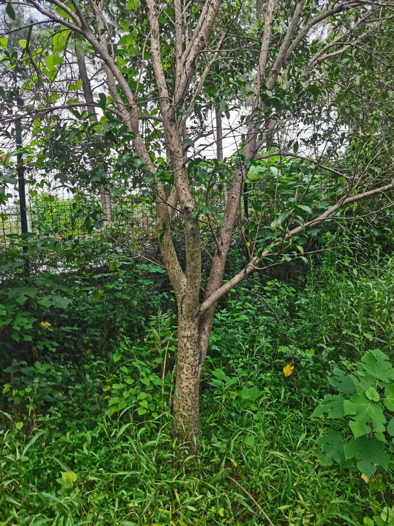 银桂