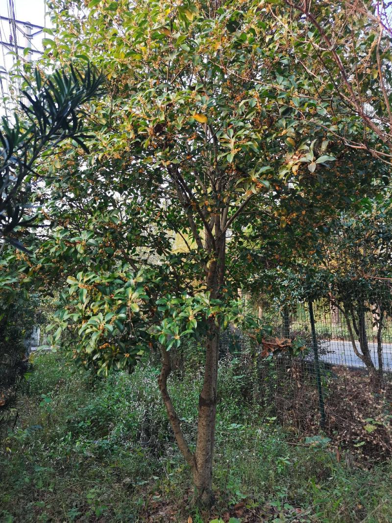 银桂