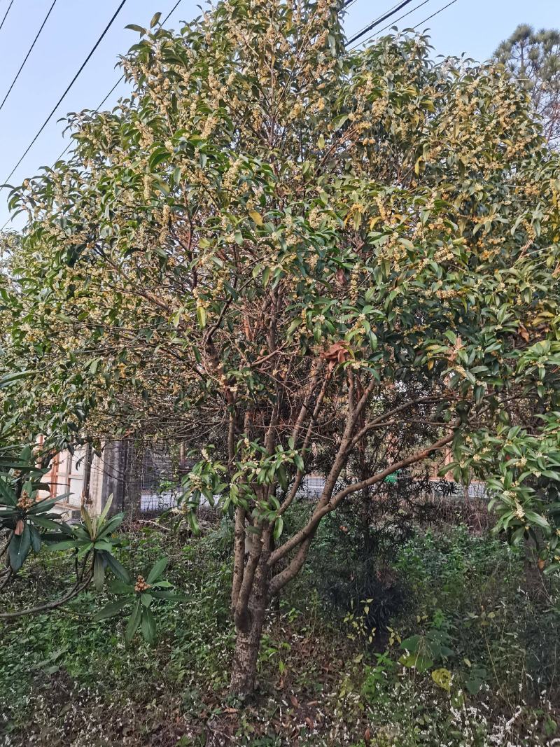 银桂
