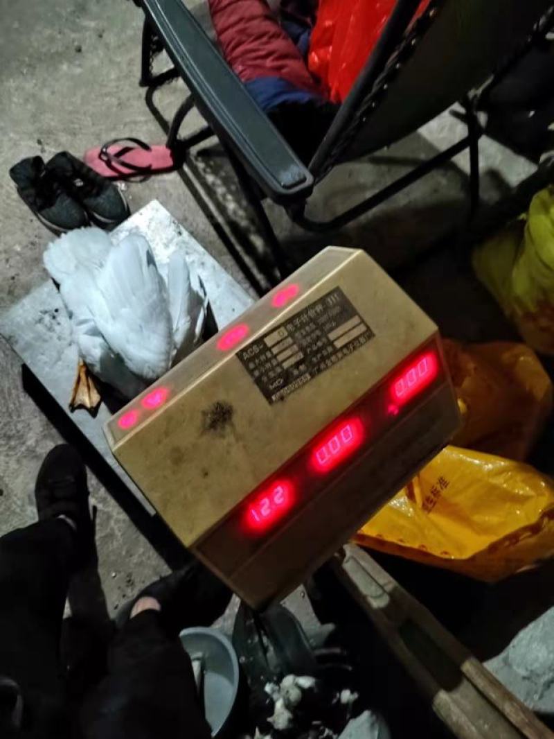 白番公鸭