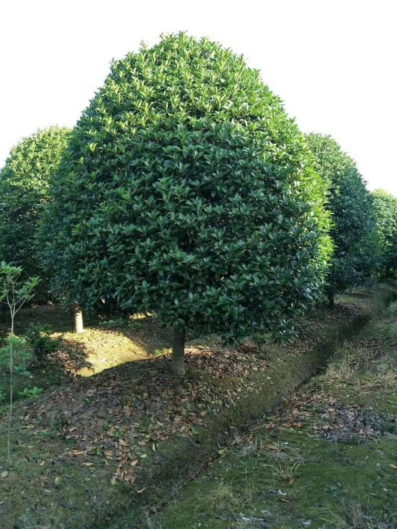 金桂