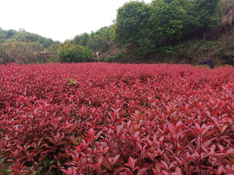红叶石楠苗