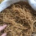 自产自销英德特产麻竹笋2.0横丝