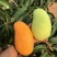 海南金煌芒精品果大量上市现摘现发电商批发欢迎选购