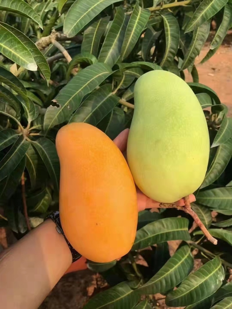 海南金煌芒精品果大量上市现摘现发电商批发欢迎选购