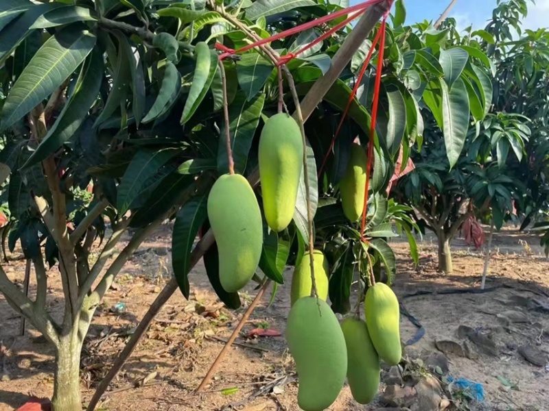 海南金煌芒精品果大量上市现摘现发电商批发欢迎选购