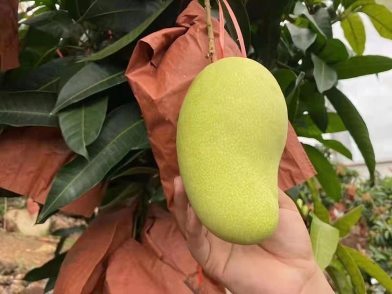 海南金煌芒精品果大量上市现摘现发电商批发欢迎选购