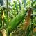 金百甜15、国审泰系水果玉米种子、耐寒、产量高、品质好、