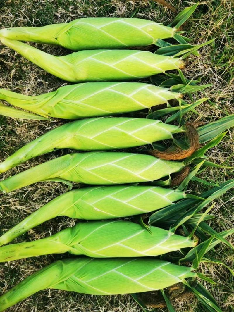 金百甜15、国审泰系水果玉米种子、耐寒、产量高、品质好、