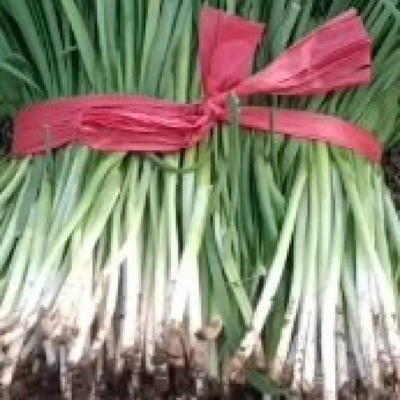 精品二茬韭菜