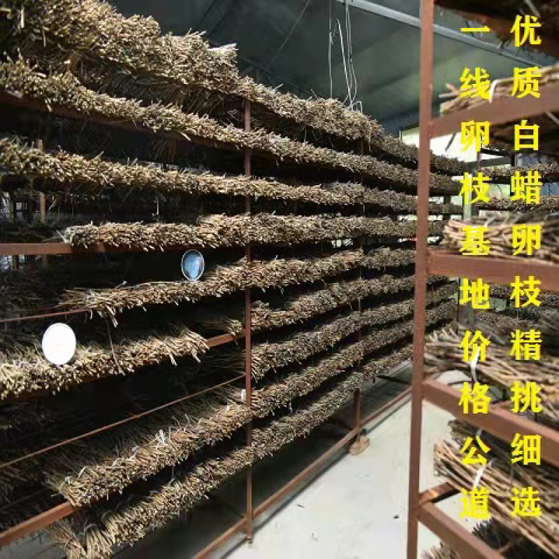 【金蝉种苗】金蝉卵枝，白蜡100/件，量大从优