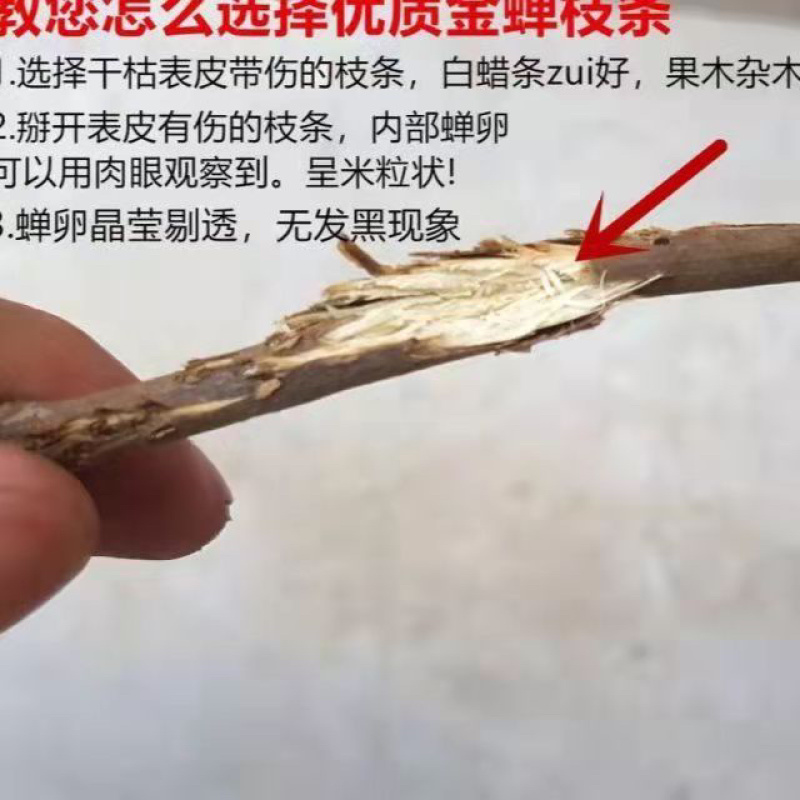 【金蝉种苗】金蝉卵枝，白蜡100/件，量大从优