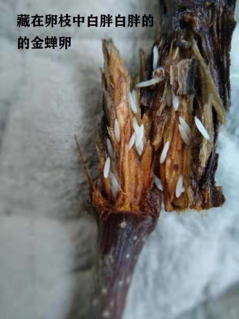 【金蝉种苗】金蝉卵枝，白蜡100/件，量大从优