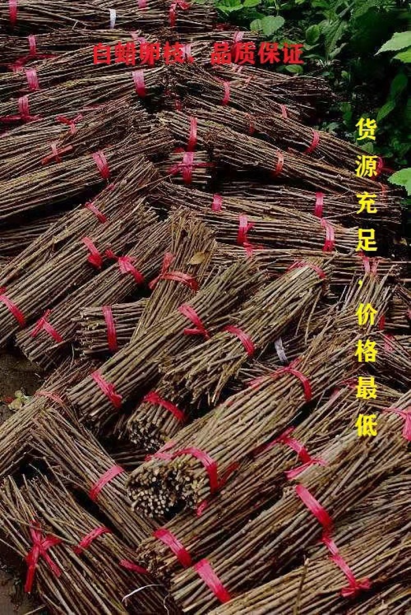 【金蝉种苗】金蝉卵枝，白蜡100/件，量大从优