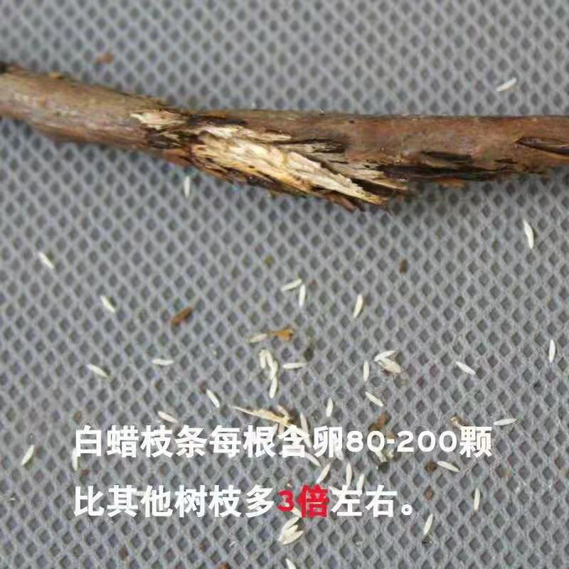 【金蝉种苗】金蝉卵枝，白蜡100/件，量大从优