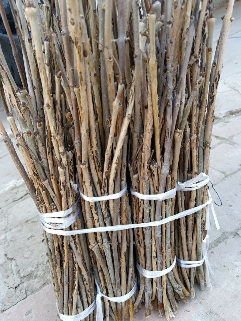 【金蝉种苗】金蝉卵枝，白蜡100/件，量大从优