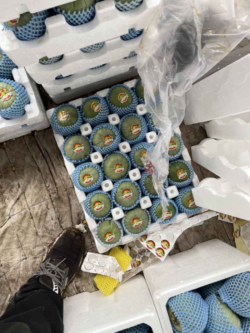 绿宝甜瓜潍坊青州大量上市各种精品甜瓜.欢迎各位老板咨询.