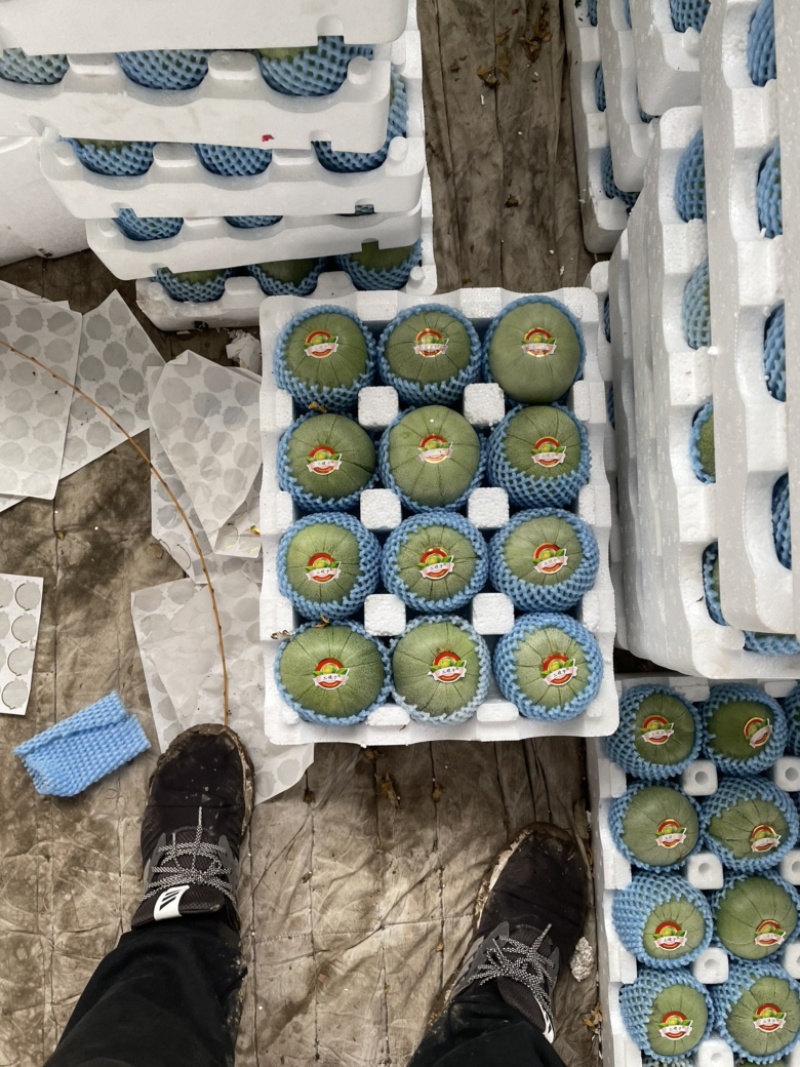 绿宝甜瓜潍坊青州大量上市各种精品甜瓜.欢迎各位老板咨询.