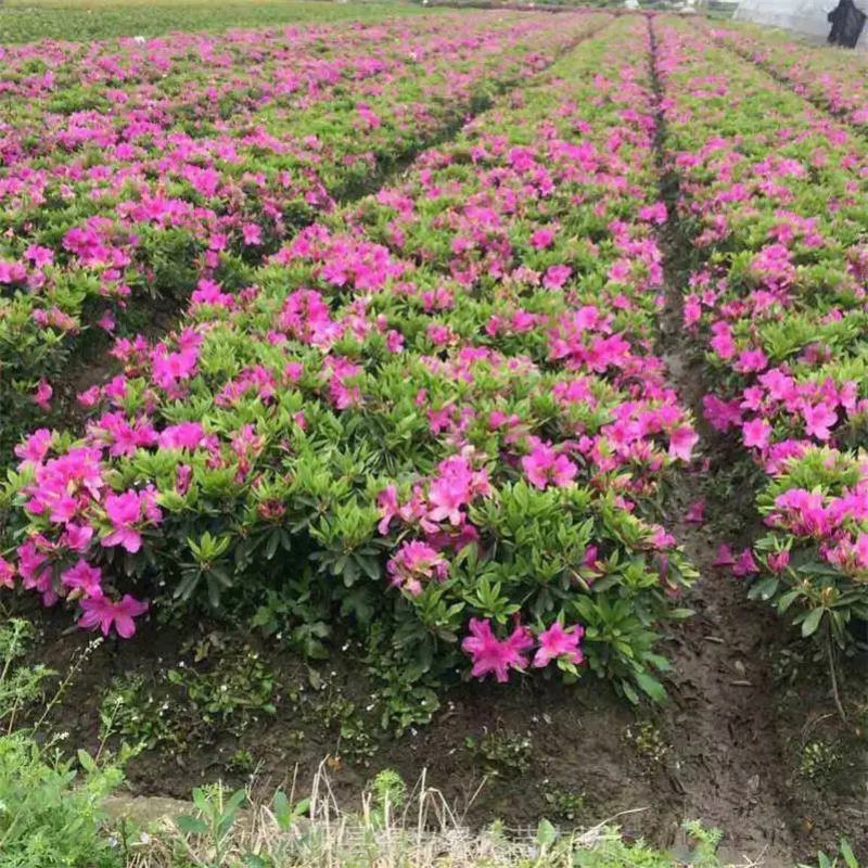 迎春花苗价格爬藤攀缘植物绿化盆栽盆景云南黄素馨
